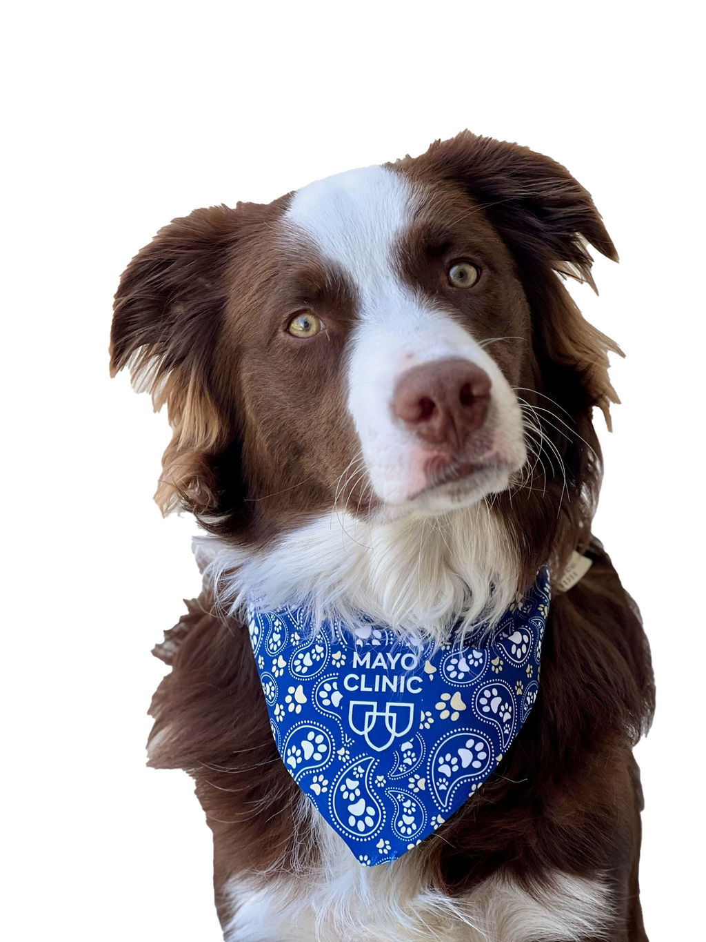 Pet Bandana